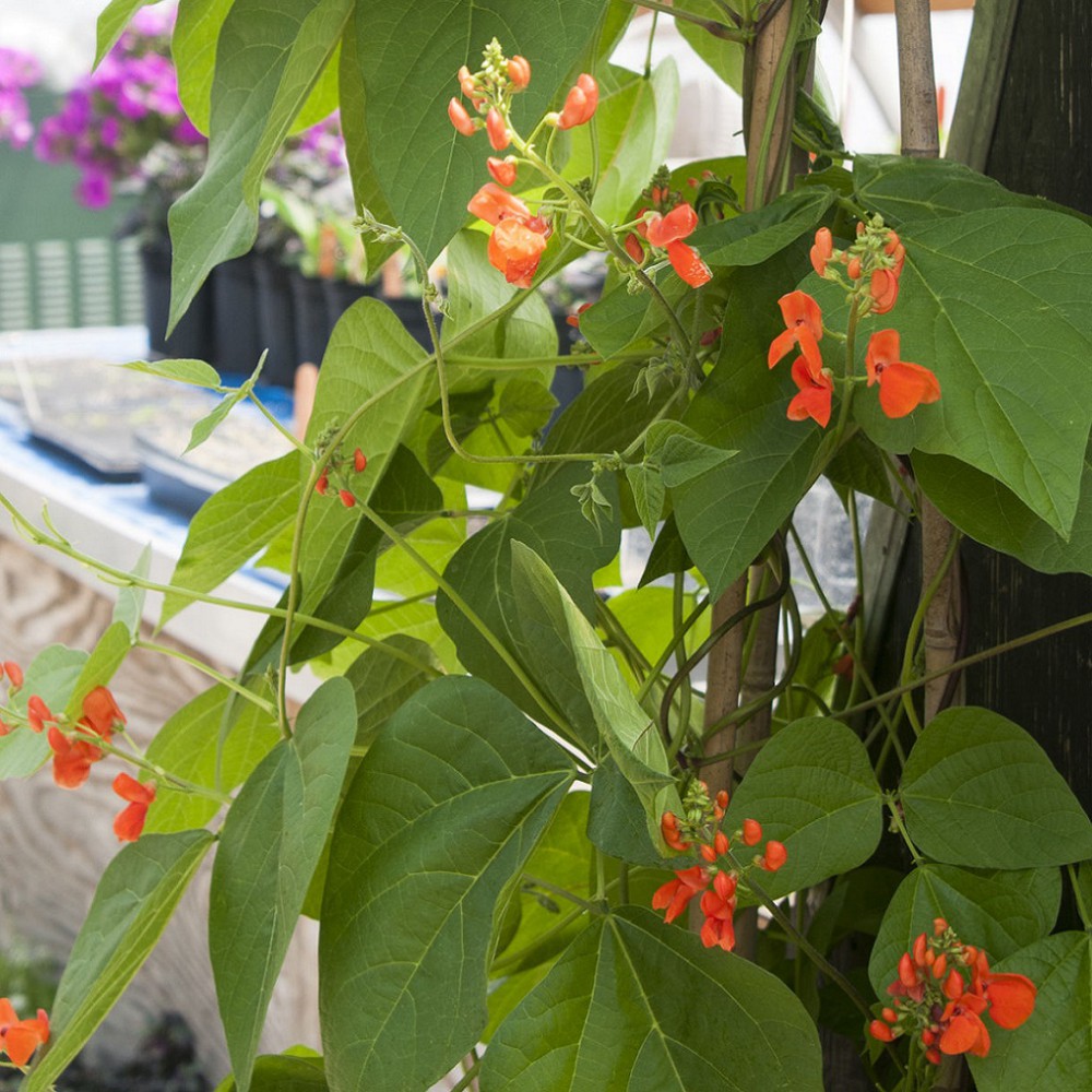 بذر لوبیا رونده اسکارلت