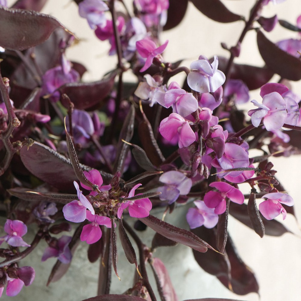 بذر لوبیا سنبلی ماه سرخ بذر لوبیا سنبلی ماه سرخ