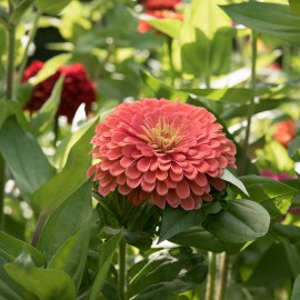 بذر گل آهار بناریس سالمون بزرگ