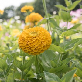 بذر گل آهار بناریس زرد طلایی بزرگ