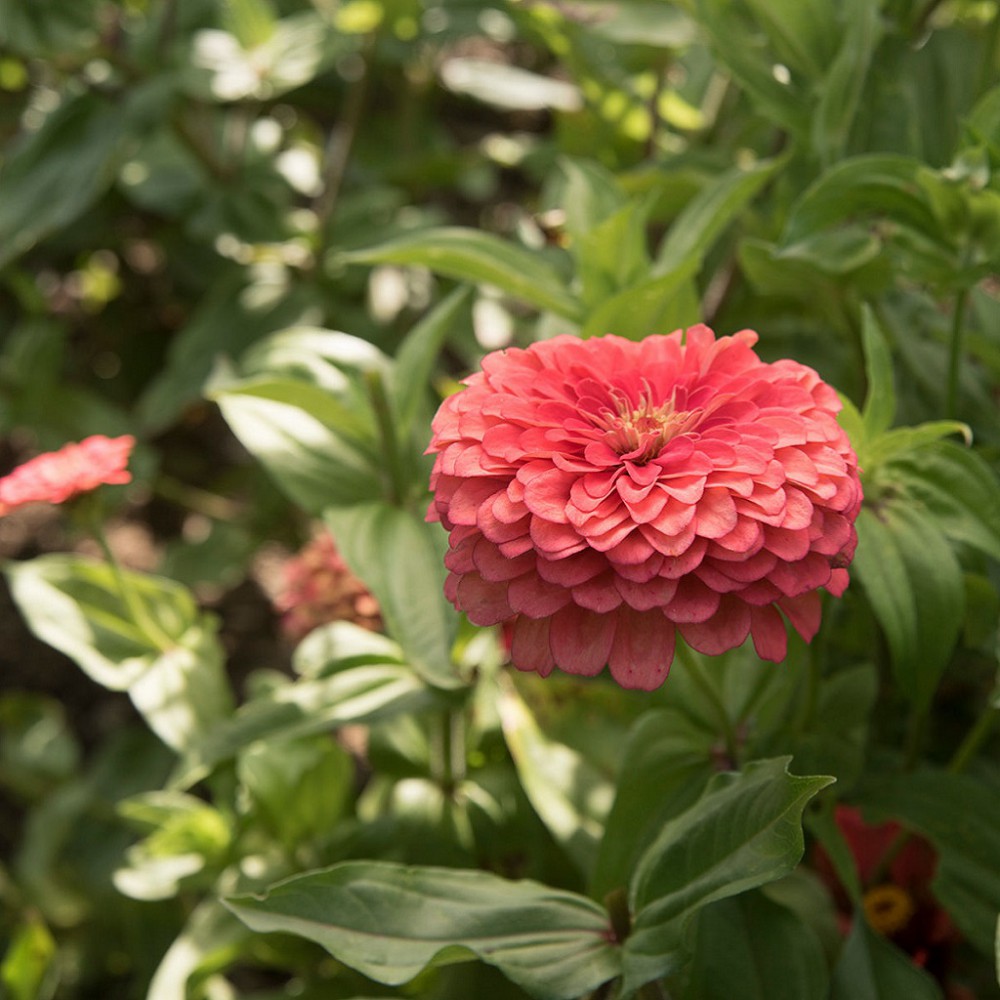 بذر گل آهار بناریس مرجانی بزرگ