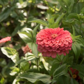 بذر گل آهار بناریس مرجانی بزرگ