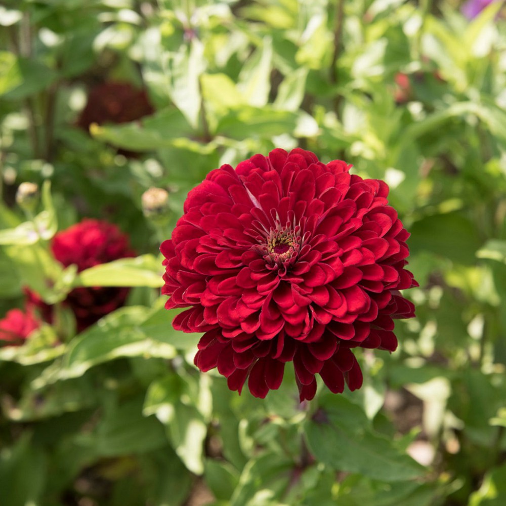 بذر گل آهار بناریس قرمز پر رنگ بزرگ