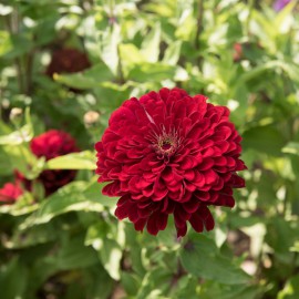 بذر گل آهار بناریس قرمز پر رنگ بزرگ