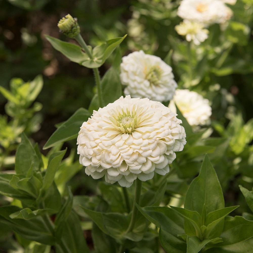 بذر گل آهار بناریس سفید بزرگ