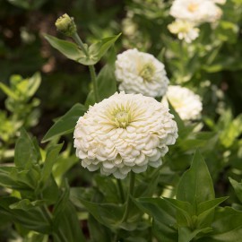 بذر گل آهار بناریس سفید بزرگ