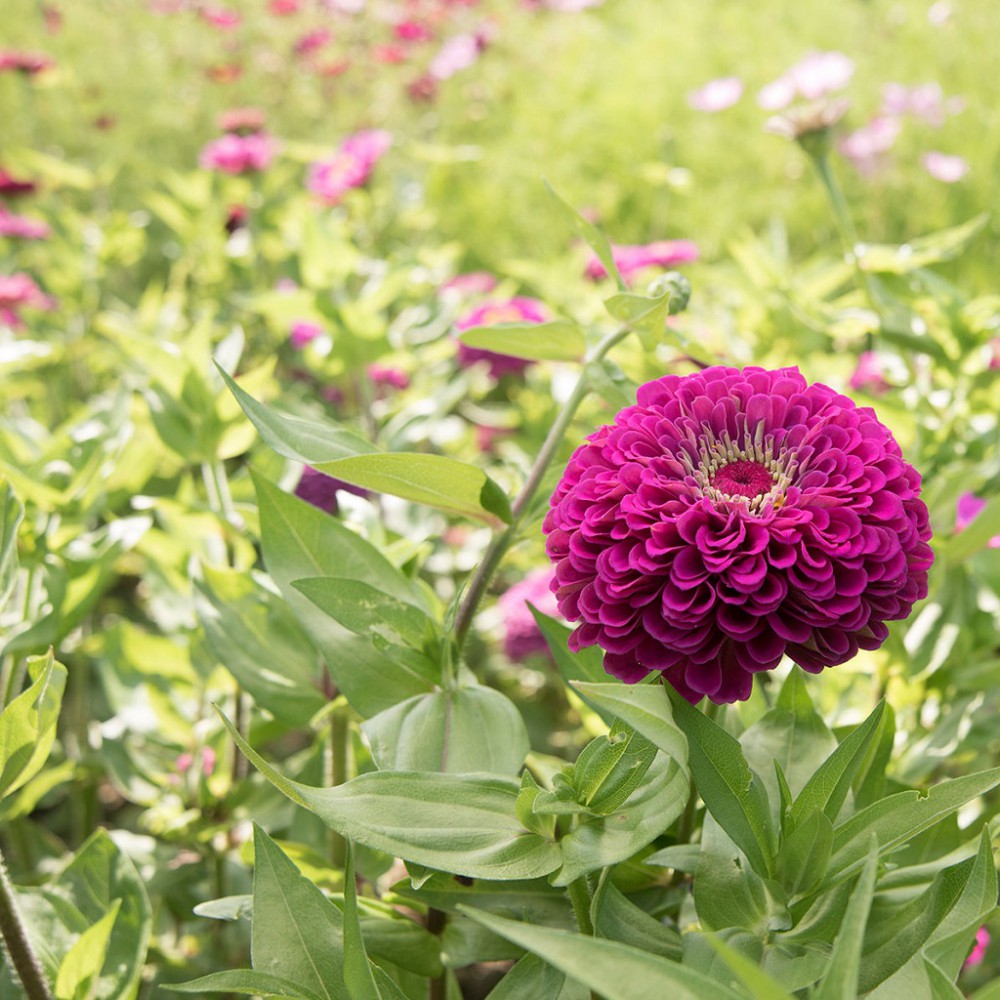 بذر گل آهار بناریس بنفش بزرگ بذر گل آهار بناریس بنفش بزرگ