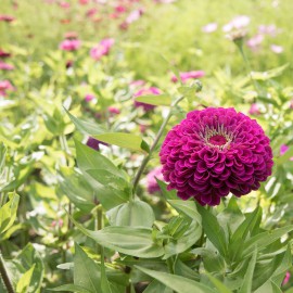 بذر گل آهار بناریس بنفش بزرگ