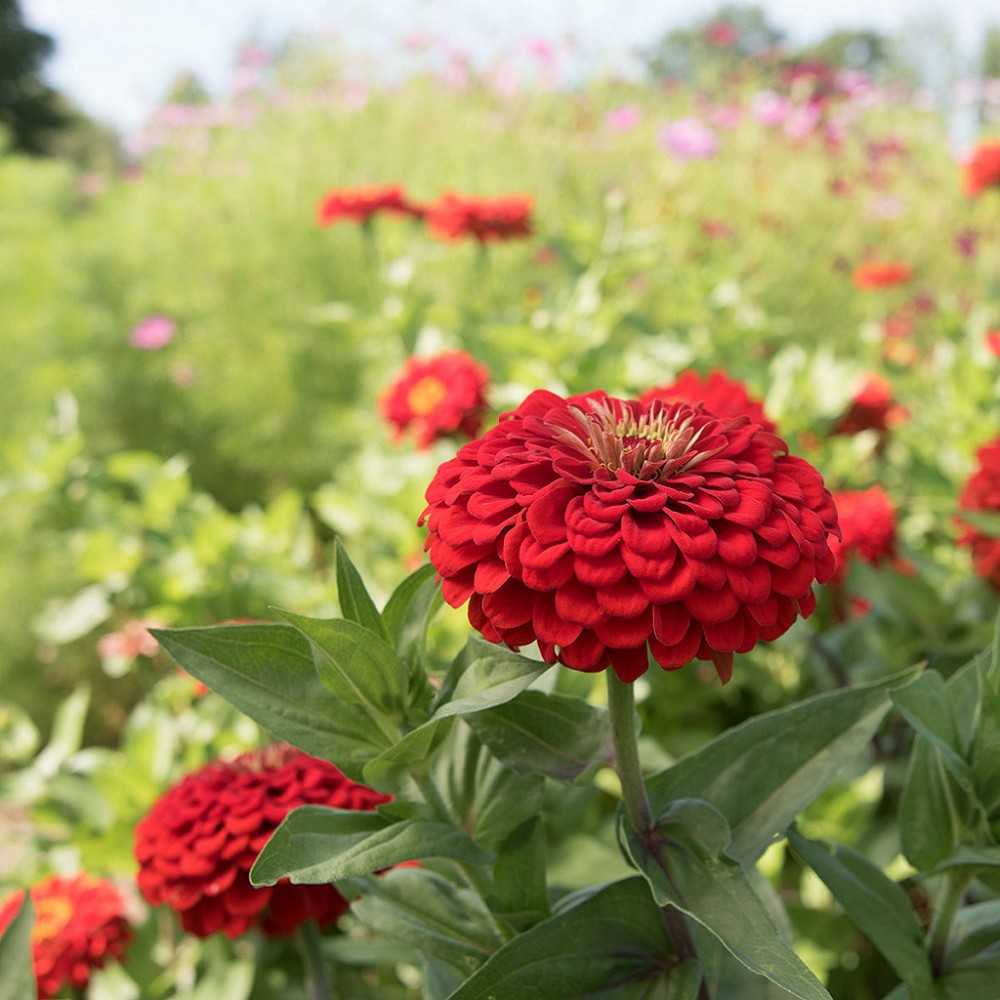 بذر گل آهار بناریس اسکارلت بزرگ