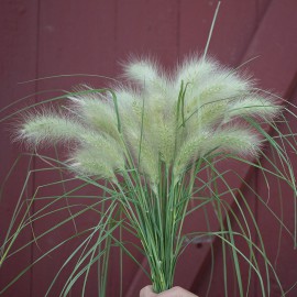 بذر چمن زینتی فیدرتاپ بذر چمن زینتی فیدرتاپ