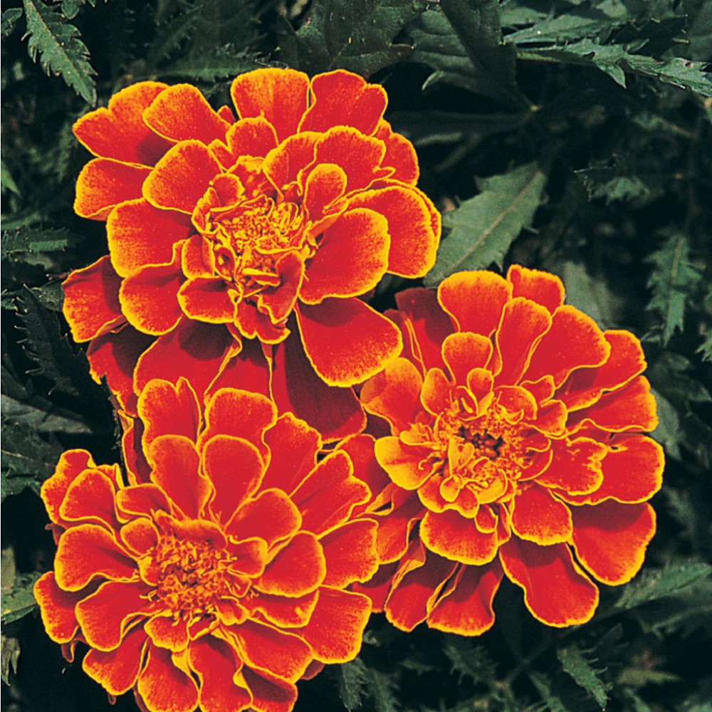 بذر گل جعفری ملکه سوفیا بذر گل جعفری ملکه سوفیا