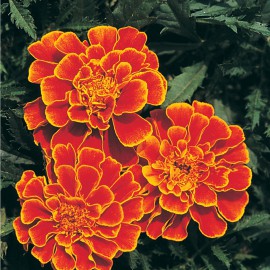 بذر گل جعفری ملکه سوفیا