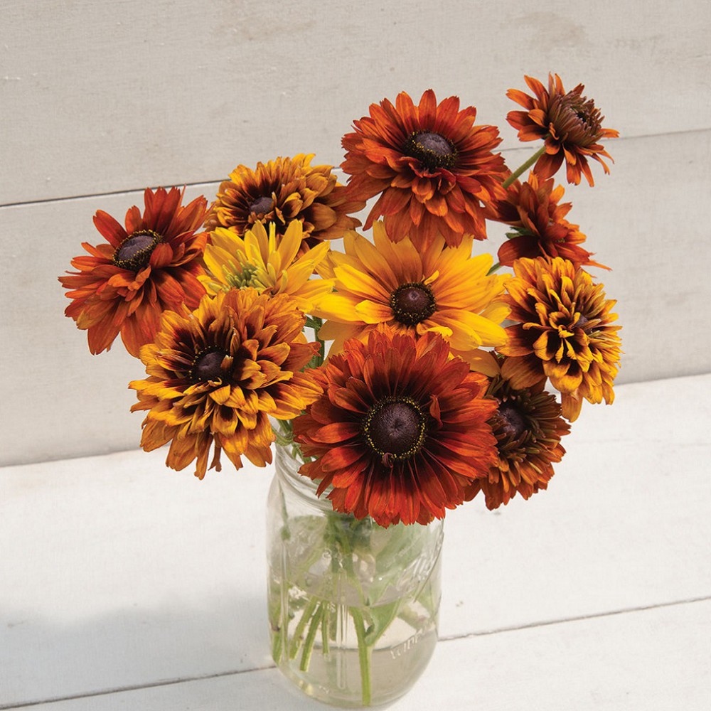 بذر گل کوکب کوهی غروب آفتاب چروکی میکس