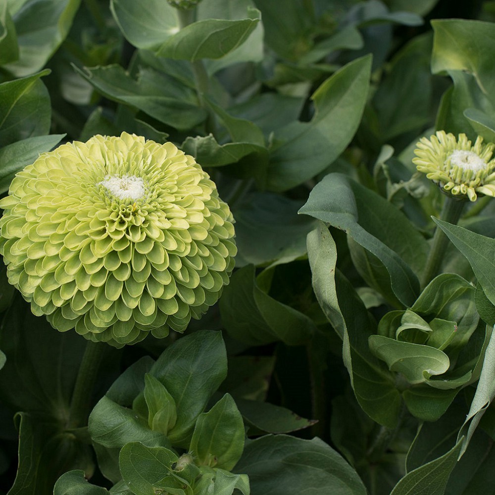 بذر گل آهار لیمویی بزرگ بناریس