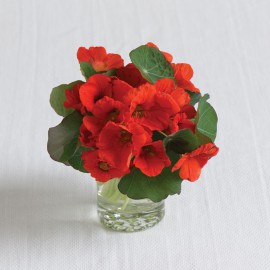 بذر گل لادن ملکه هند بذر گل لادن ملکه هند