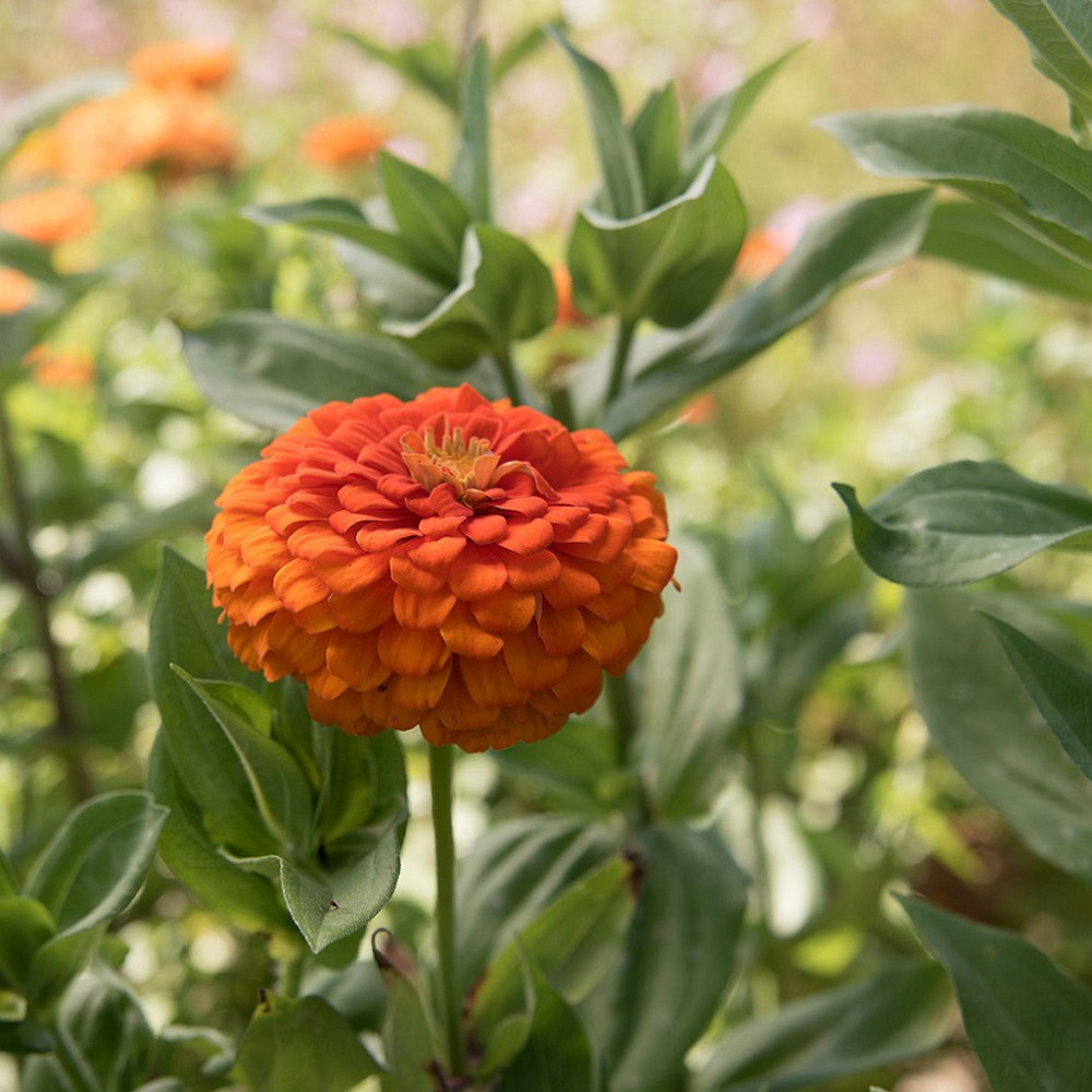 بذر گل آهار کوکب نارنجی بزرگ