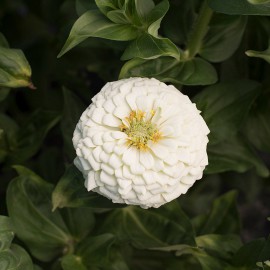 بذر گل آهار کوکب سفید بزرگ