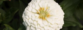 بذر گل آهار کوکب سفید بزرگ