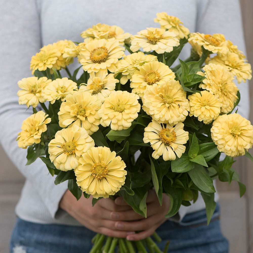 بذر گل آهار کوکب کرمی بزرگ