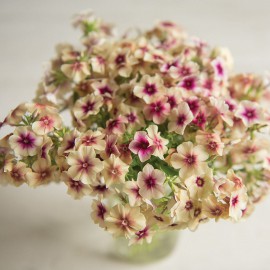 بذر گل فلوکس چری کارامل