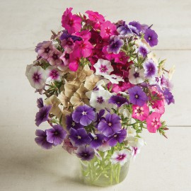 بذر گل فلوکس سایههای هنر میکس