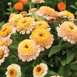 بذر گل آهار زیندرلا هلویی