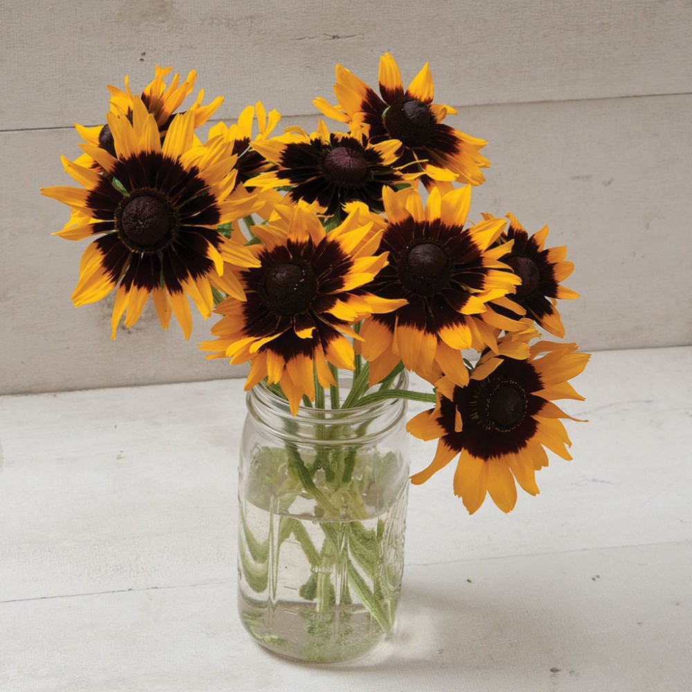 بذر گل کوکب کوهی روکش دار دنور دیزی بذر گل کوکب کوهی روکش دار دنور دیزی