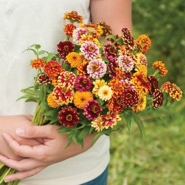 بذر گل آهار جیزی میکس