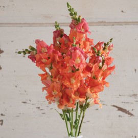 بذر گل میمون برنز چانتیلی F1