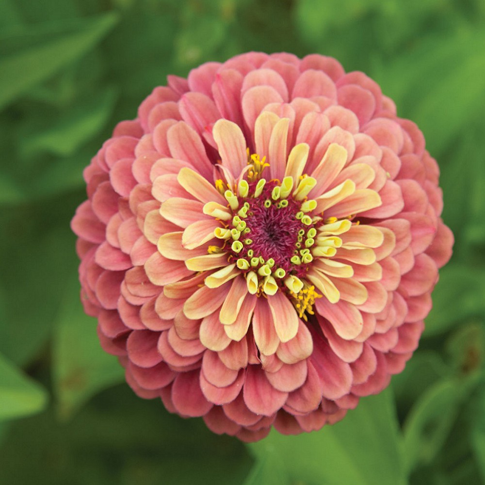 بذر گل آهار ملکه قرمز لیمویی