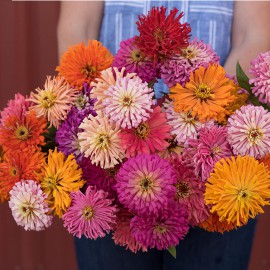 بذر گل آهار کاکتوسی میکس