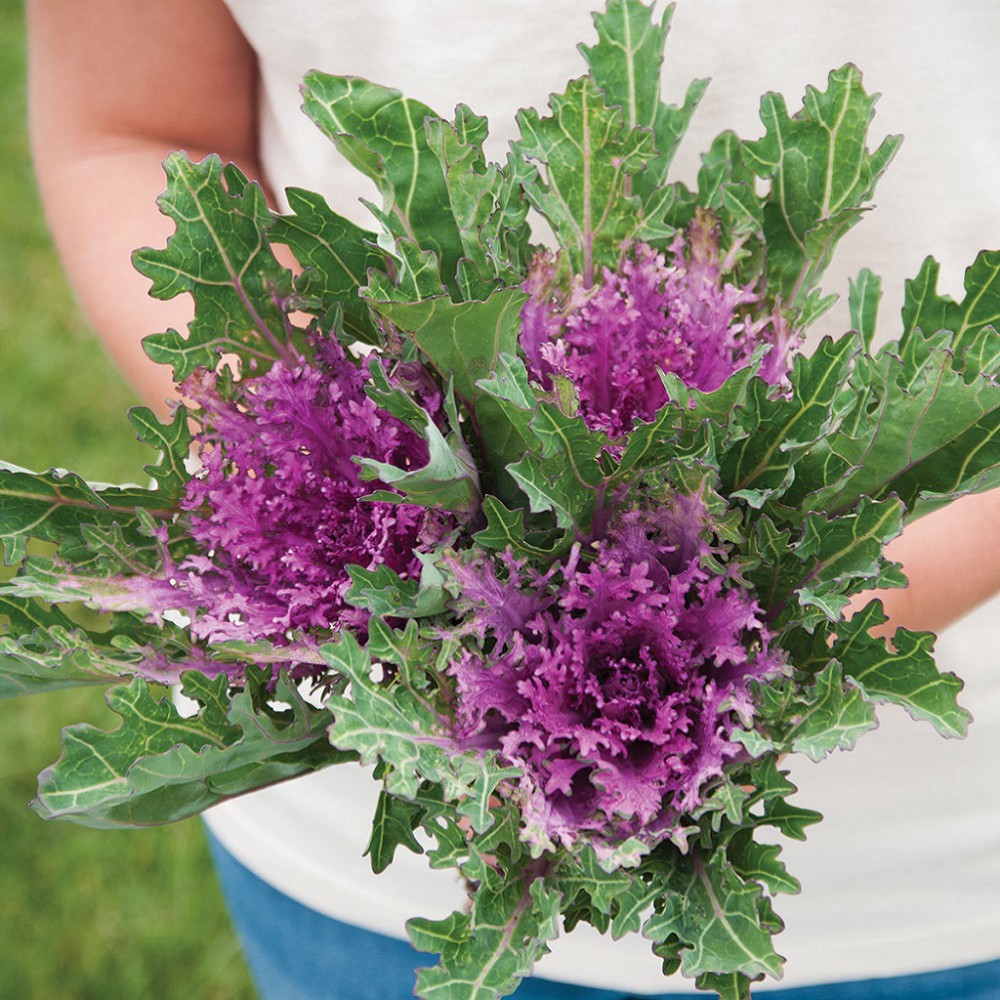 بذر گل کلم زینتی ملکه قرمز F1