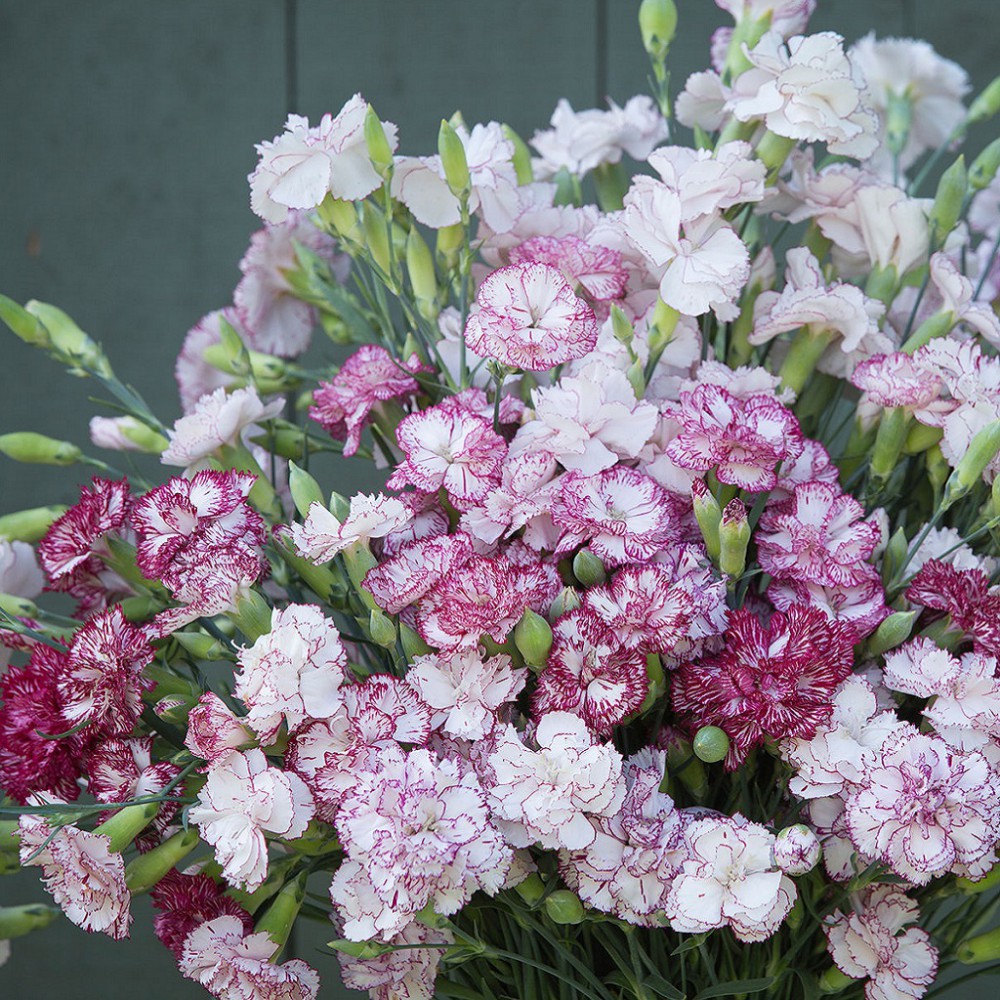 بذر گل میخک چابائود بنیگنا بذر گل میخک چابائود بنیگنا