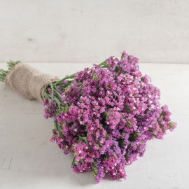 بذر گل استاتیس رز سیکر