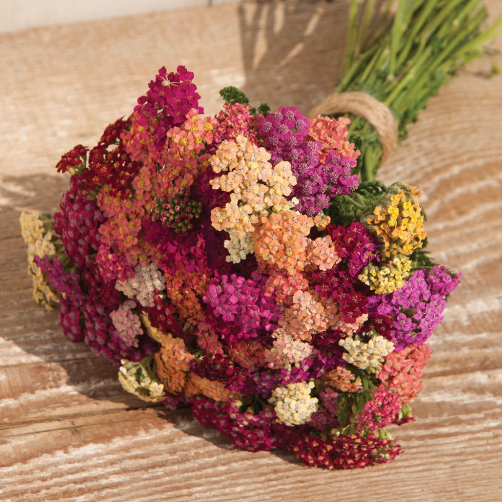 بذر گل بومادران میکس