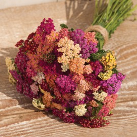 بذر گل بومادران میکس