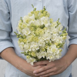 بذر گل میمون پروانه مادام عاجی F1