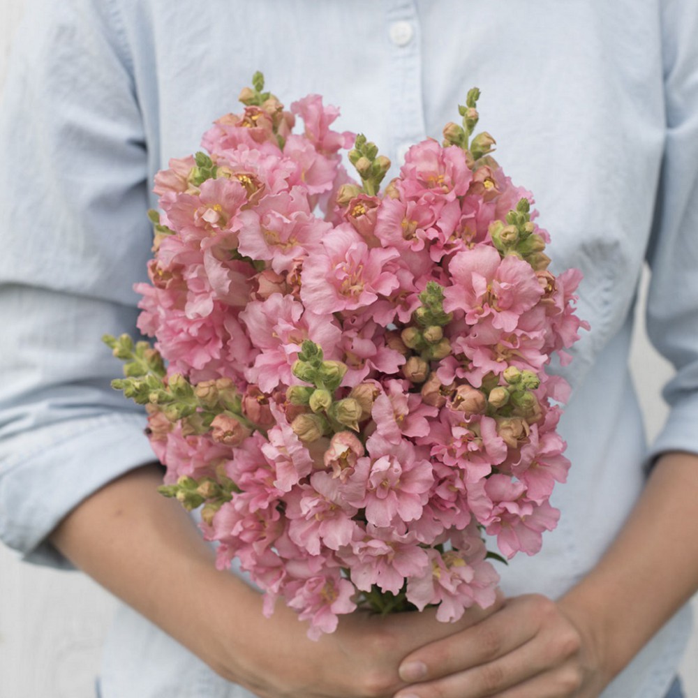 بذر گل میمون پروانه مادام صورتی F1