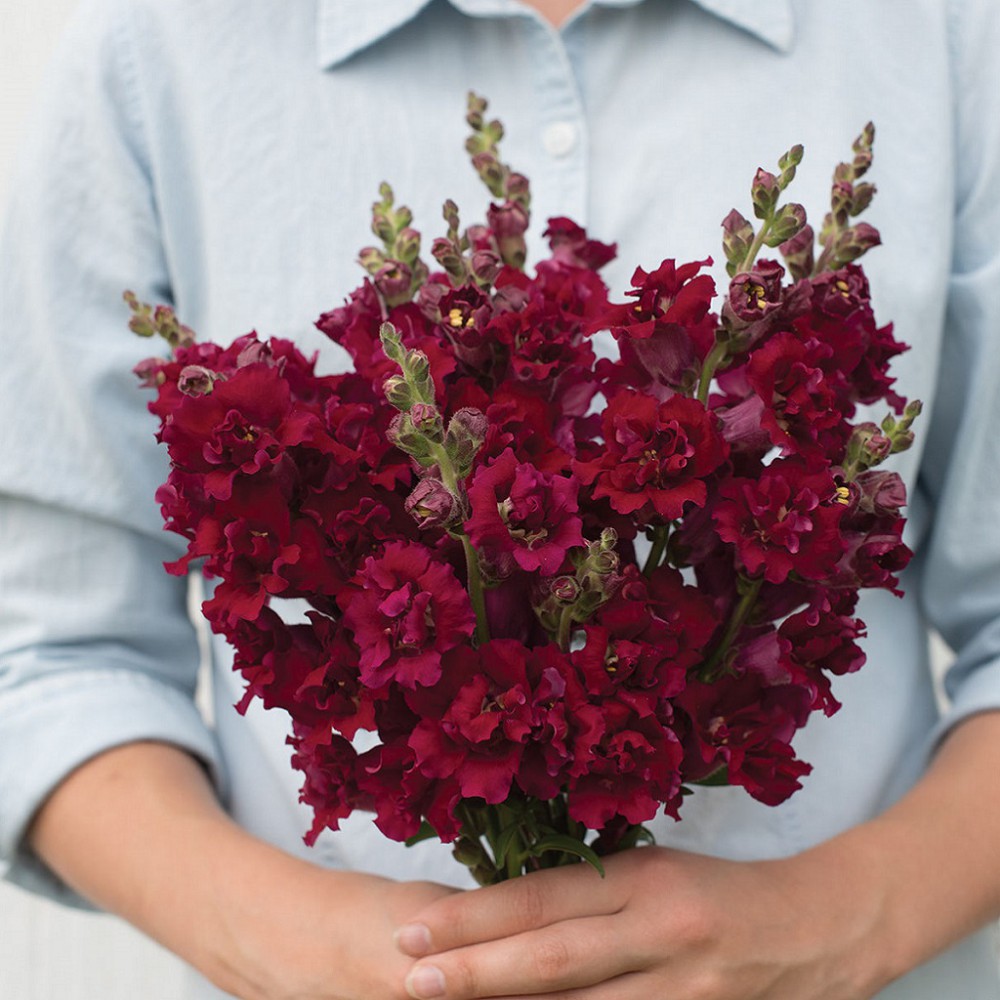 بذر گل میمون پروانه مادام قرمز F1 بذر گل میمون پروانه مادام قرمز F1