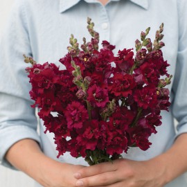 بذر گل میمون پروانه مادام قرمز F1