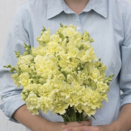 بذر گل میمون پروانه مادام زرد F1