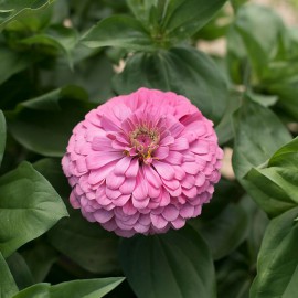 بذر گل آهار بناریس صورتی روشن بزرگ