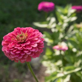 بذر گل آهار بناریس کارمین رز بزرگ