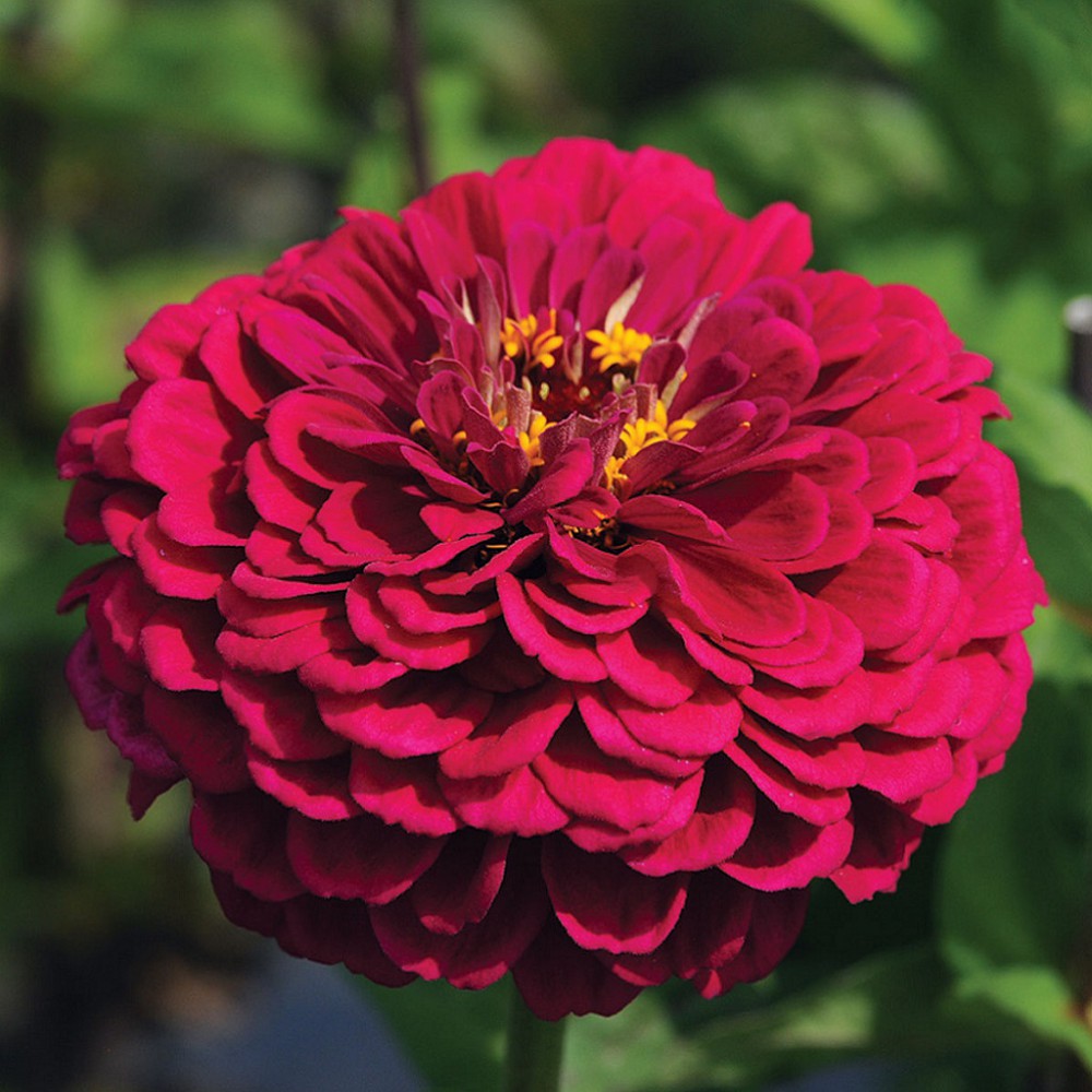 بذر گل آهار بناریس ارغوانی بزرگ