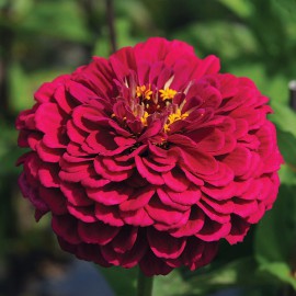 بذر گل آهار بناریس ارغوانی بزرگ