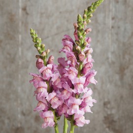 بذر گل میمون لاوندر پوتوماک F1