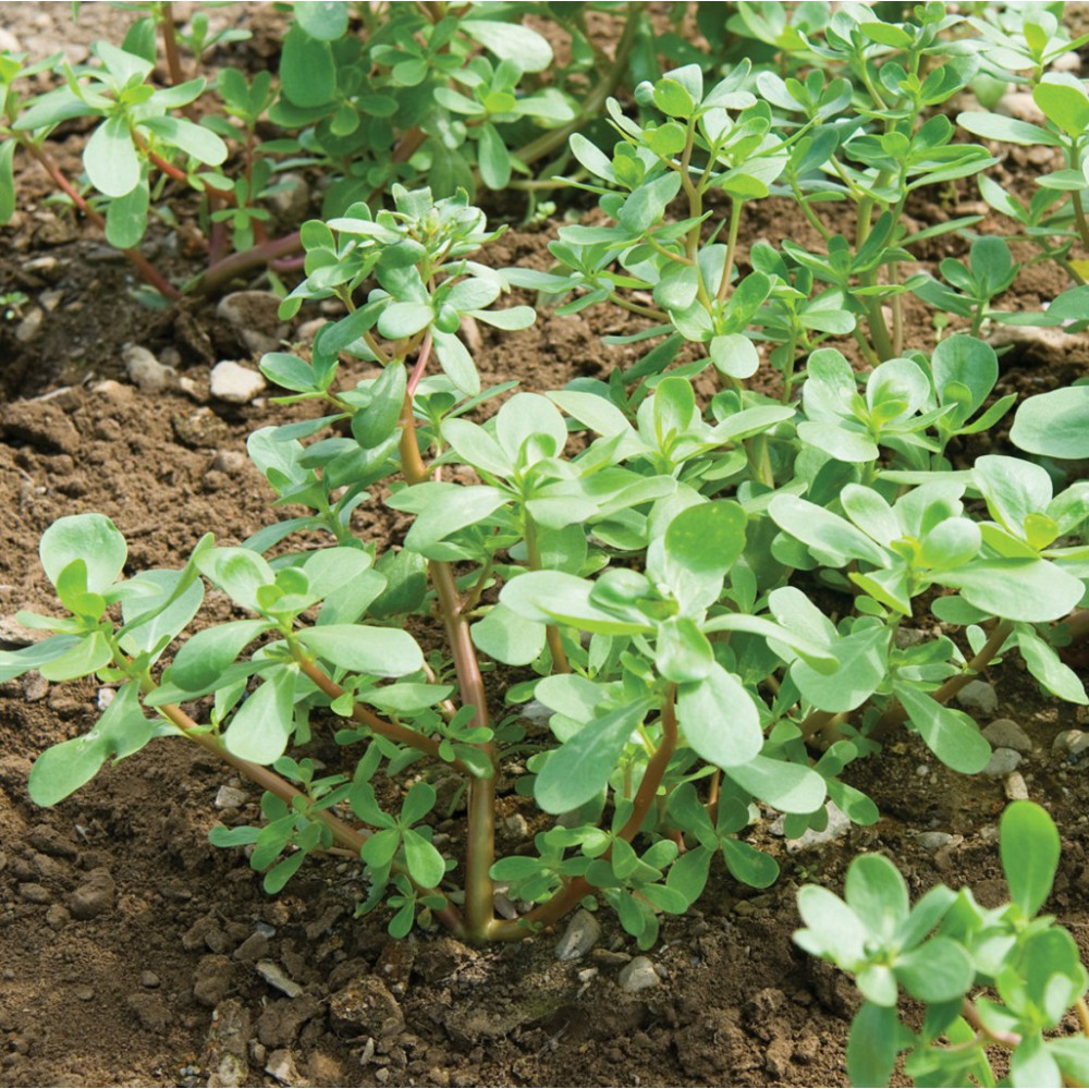 بذر خرفه قرمز گرانر بذر خرفه قرمز گرانر