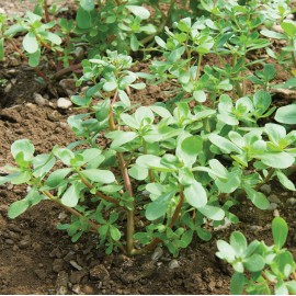 بذر خرفه قرمز گرانر