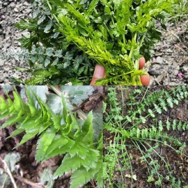 بذر گیاه اناریجه