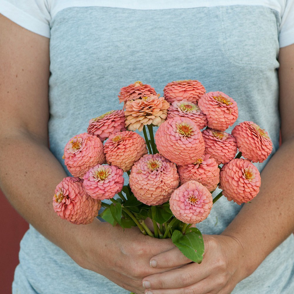 بذر گل آهار اوکلاهما سالمون